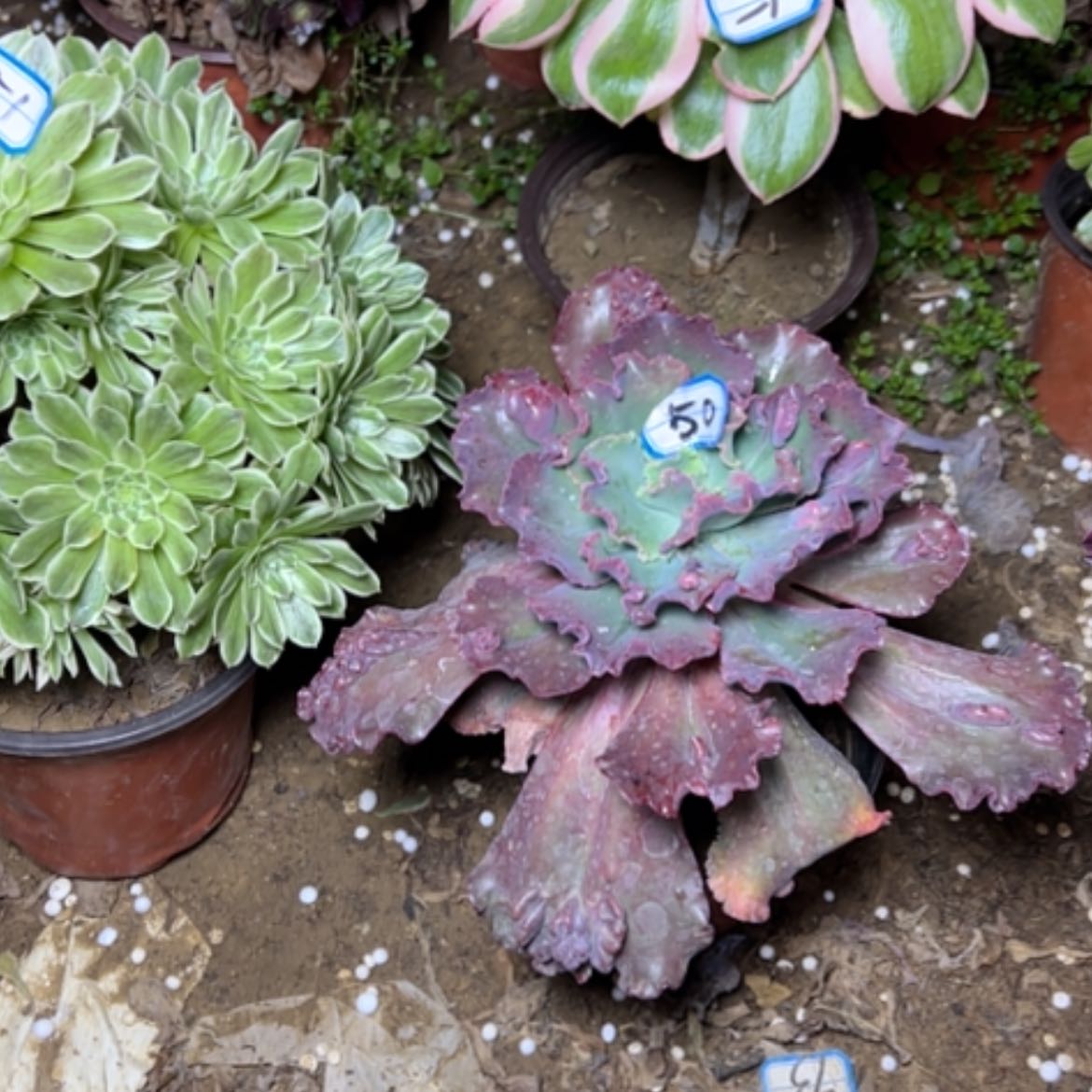 【闪购商品】多肉植物包菜50