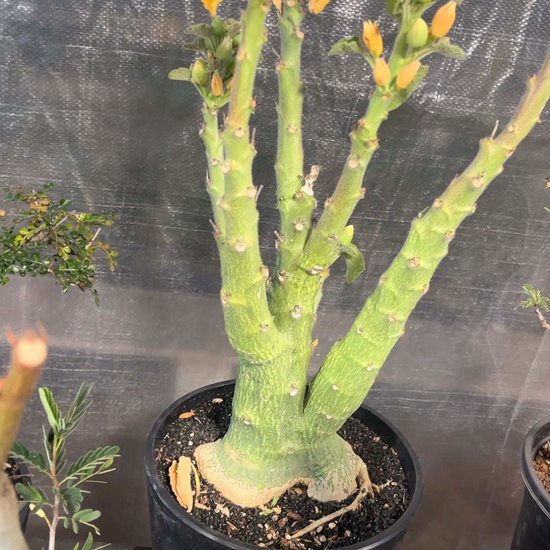 圣果西番莲1111111111