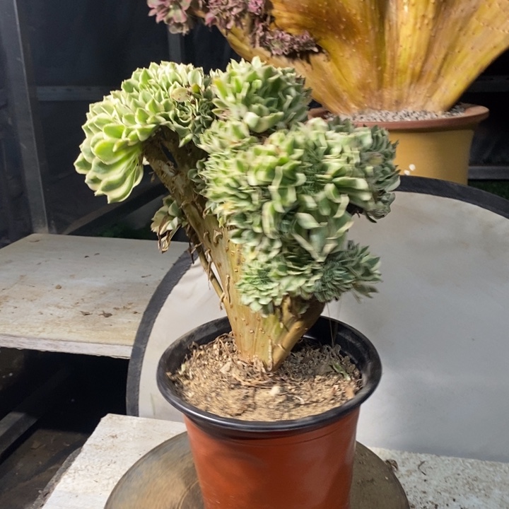 迈巴赫小老桩缀化