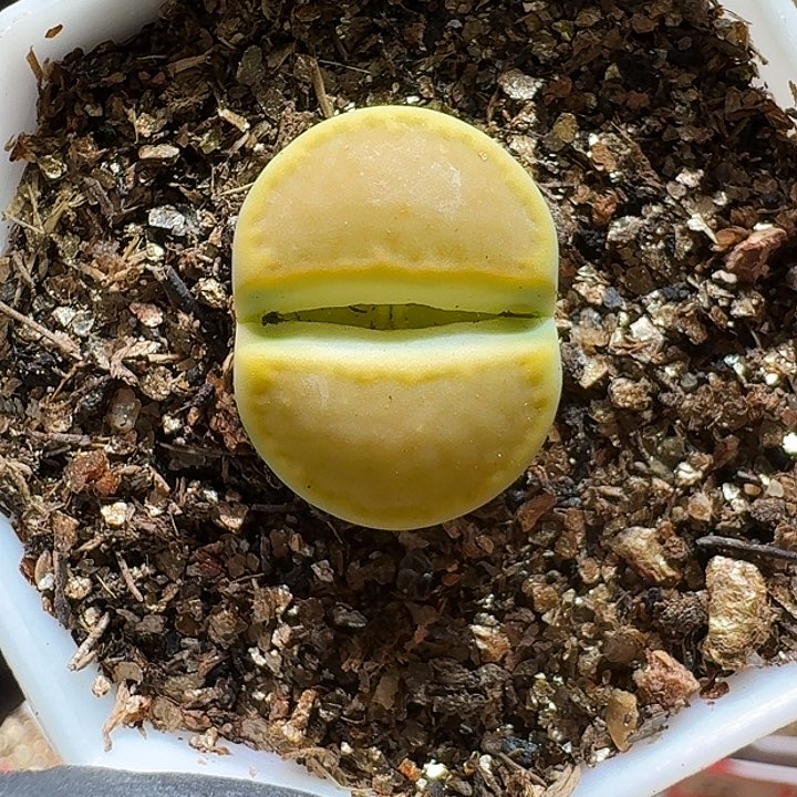 生石花11111111。   357