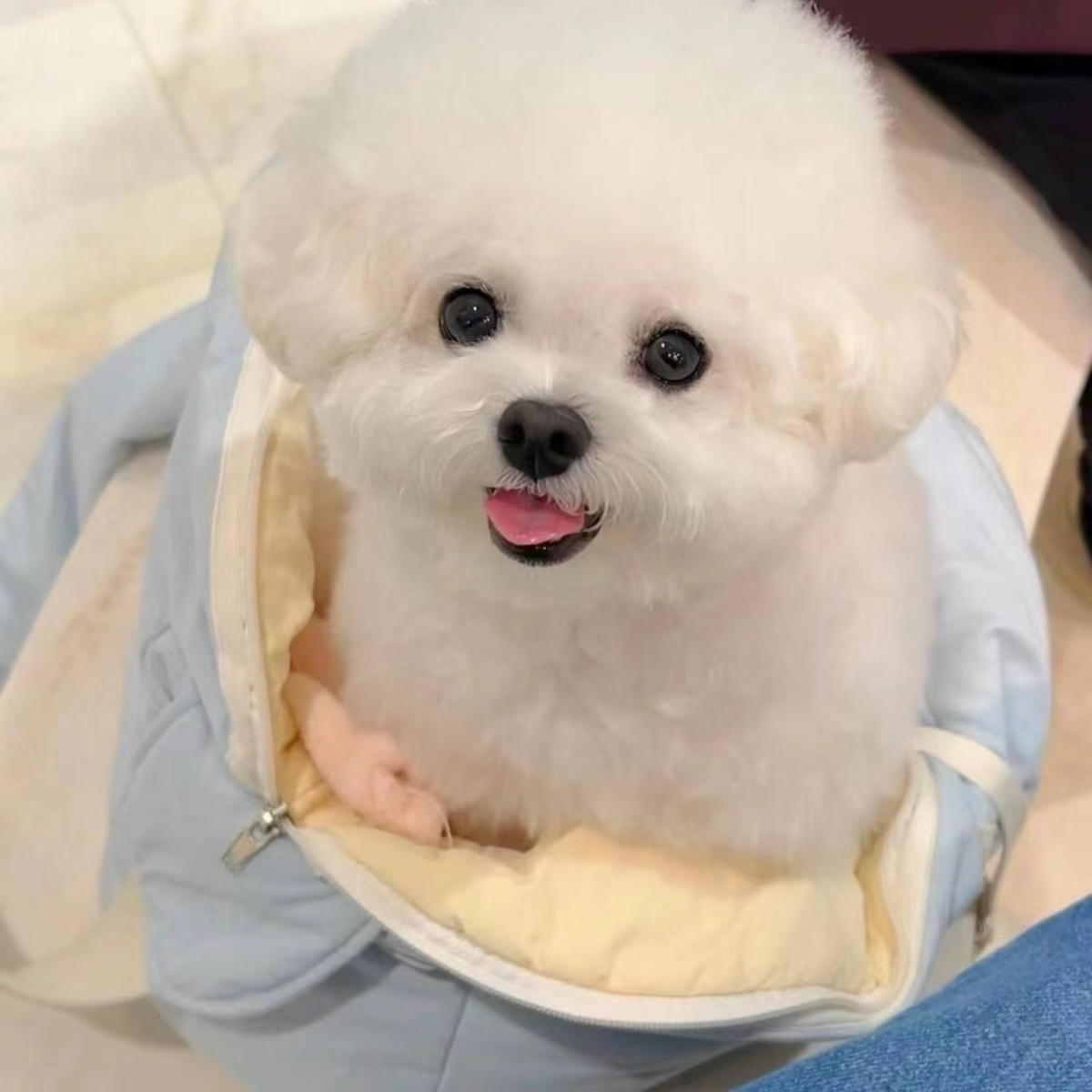 宠物狗狗比熊活体小型犬韩系玩具犬茶杯犬纯白比熊幼犬