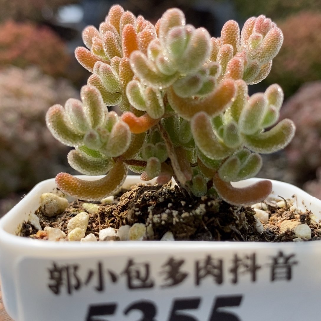 冰橙5355枝干番杏