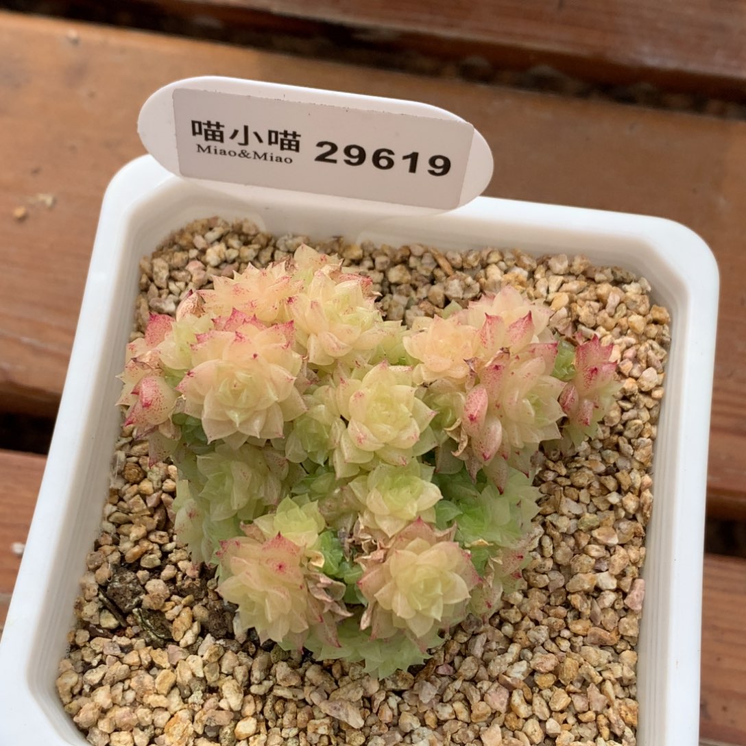 豆***丁多肉植物杂交珍妮