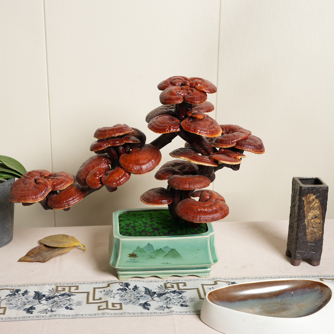 精品灵芝盆景轻奢创意可食用招财送礼耐热耐寒