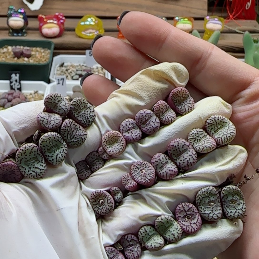 2-22-138当天满58包邮31头安贞多肉脱土