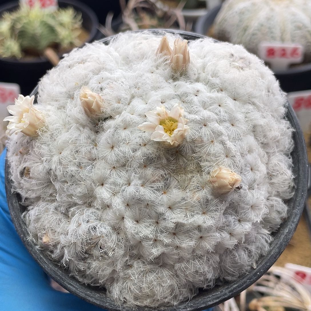 实生紫皮高绒羽毛佛头白星