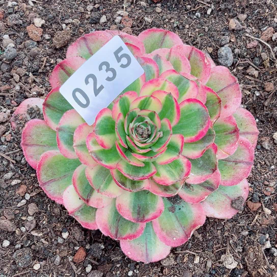 海神多肉发货发货