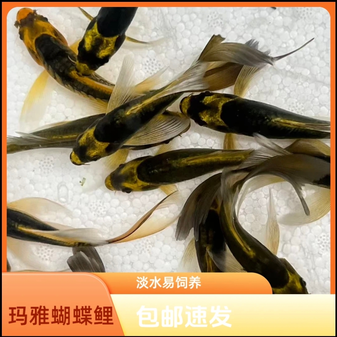 德系玛雅蝴蝶鲤锦鲤冷水观赏鱼好养耐活淡水鱼鱼观赏鱼
