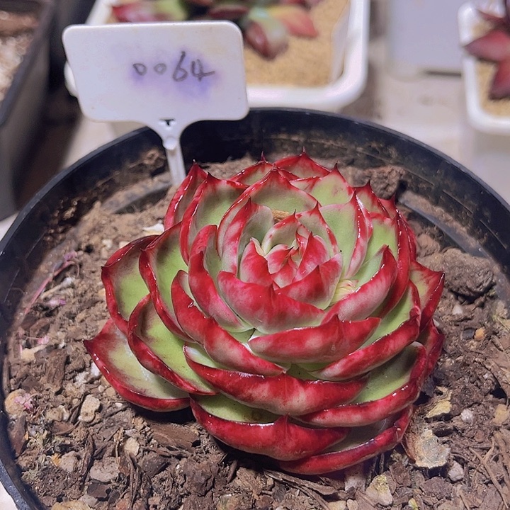 惊鸿仙子多肉植物64