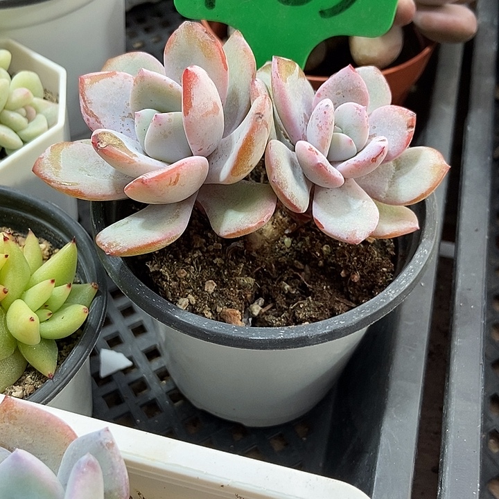 多肉植物韩版奶茶1653