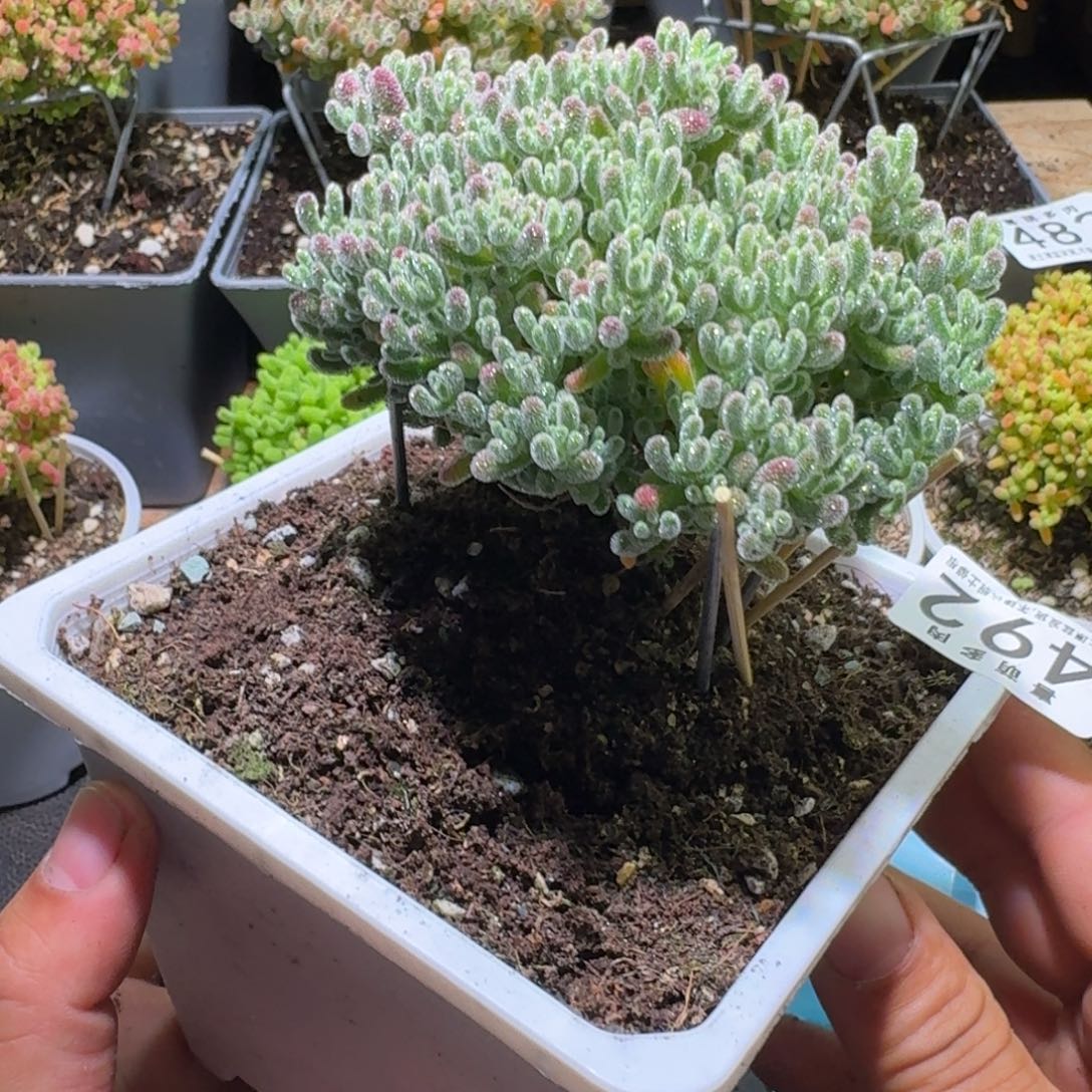 亦***暮枝干番杏优选大冰钻492