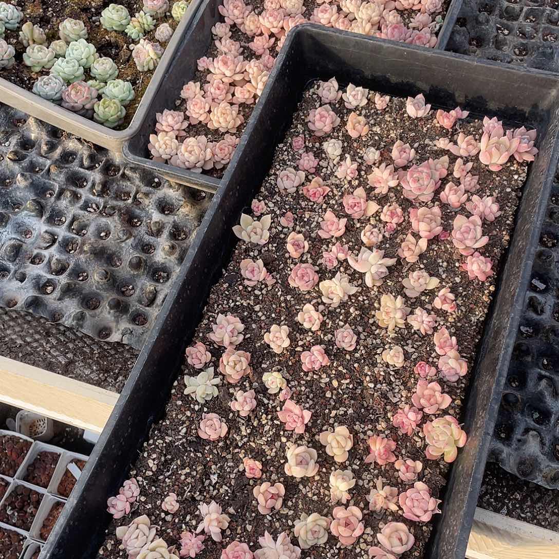 四***月175。  定。          