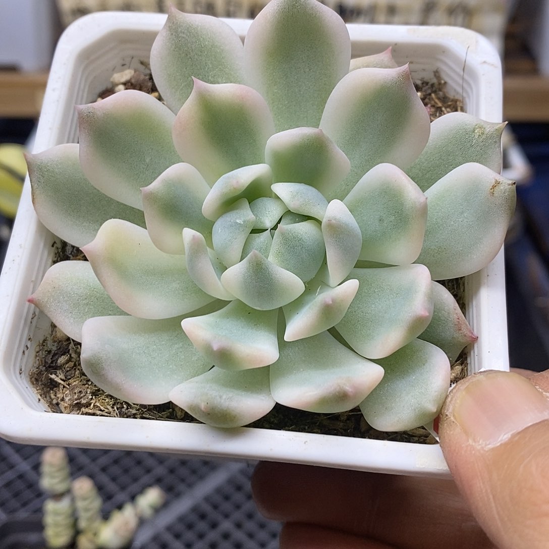 28172 霜花覆轮锦