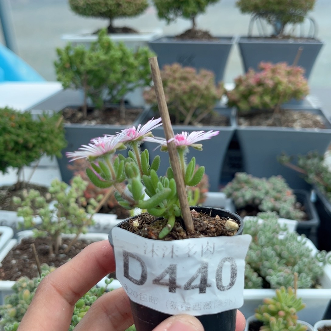 440狐尾枝干番杏