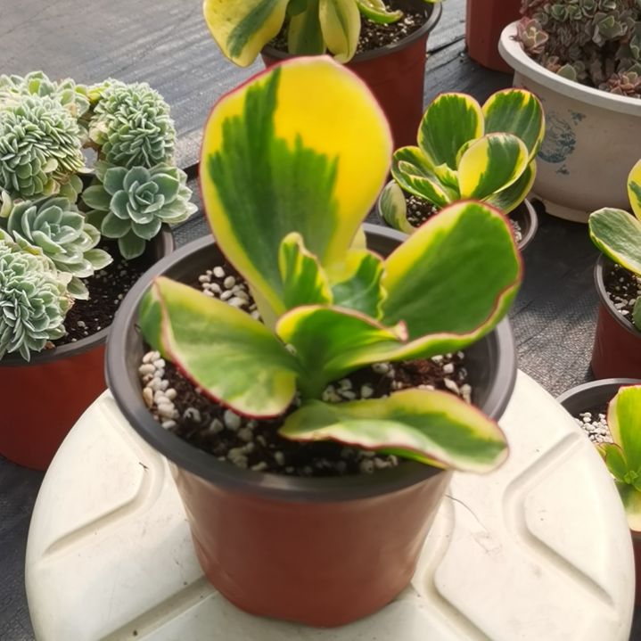 包菜家青梅白覆轮锦