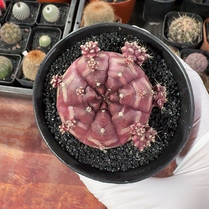 梦想仙人球仙人球