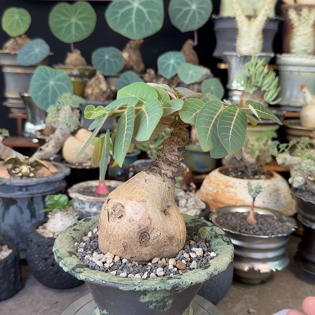 一物一拍奇异油柑280