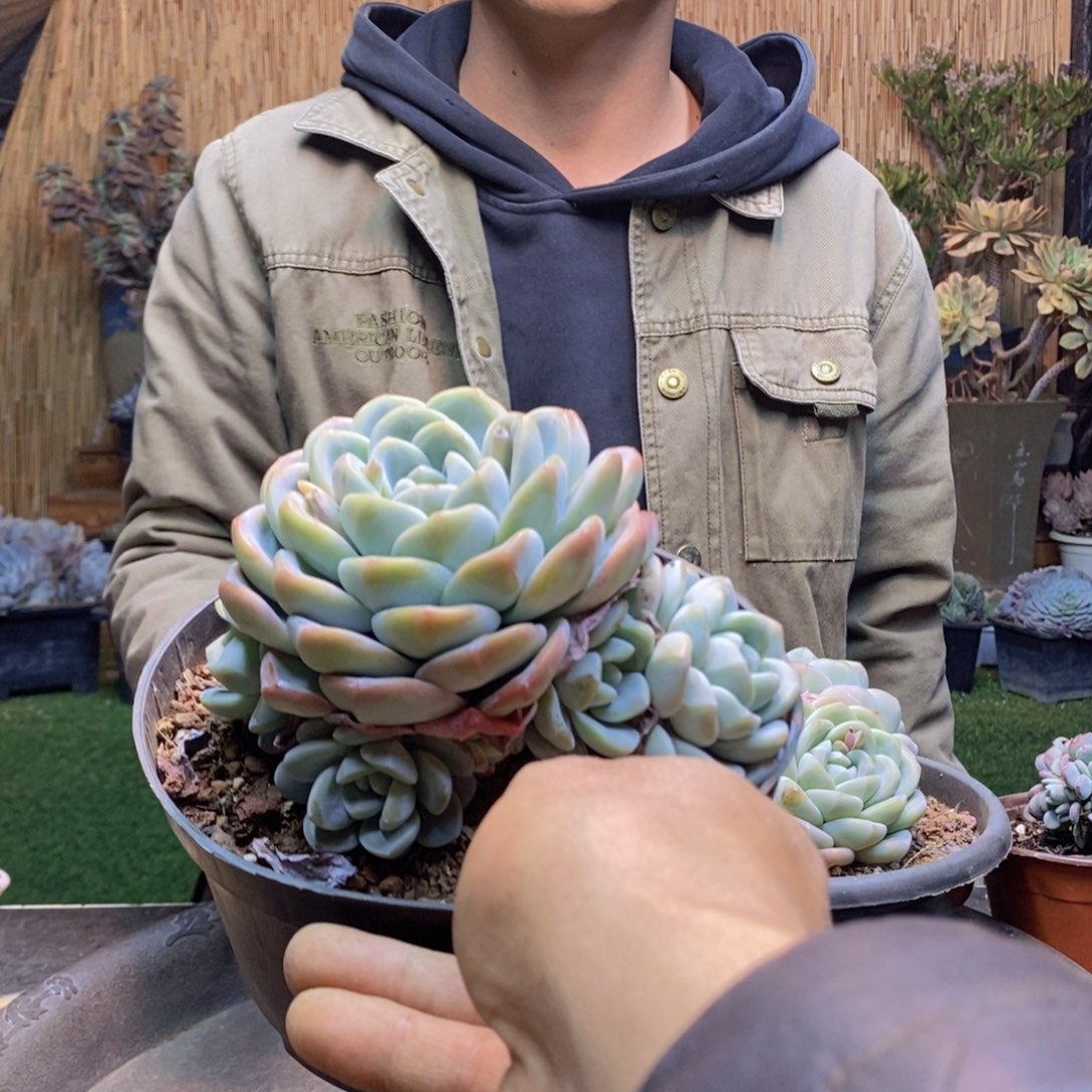 懒*D107号冰玉手捧