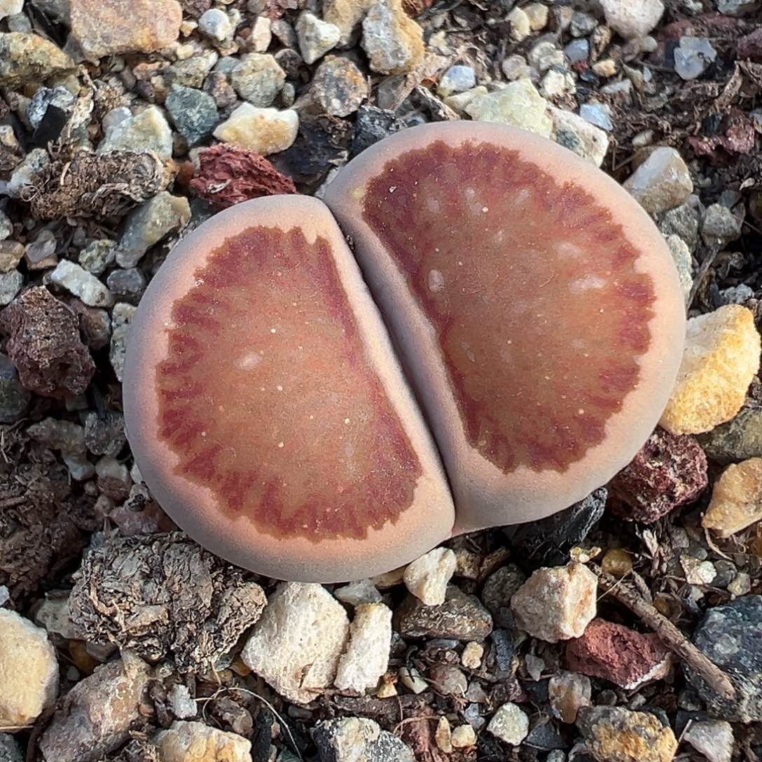 1252 美菊菊福利炸