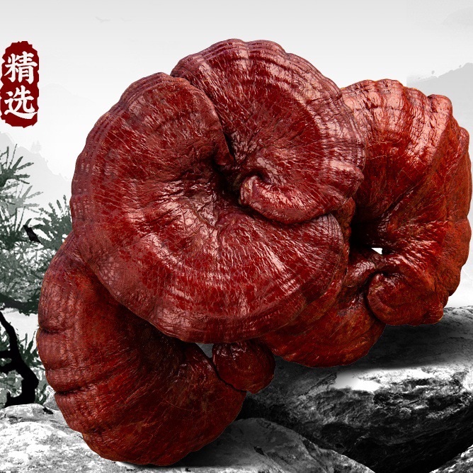 【正品赤灵芝】赤灵芝50克左右/朵泡水煲汤泡酒打粉大营养