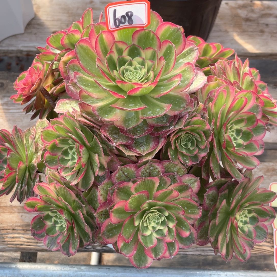 万圣节粉钻老桩手捧608