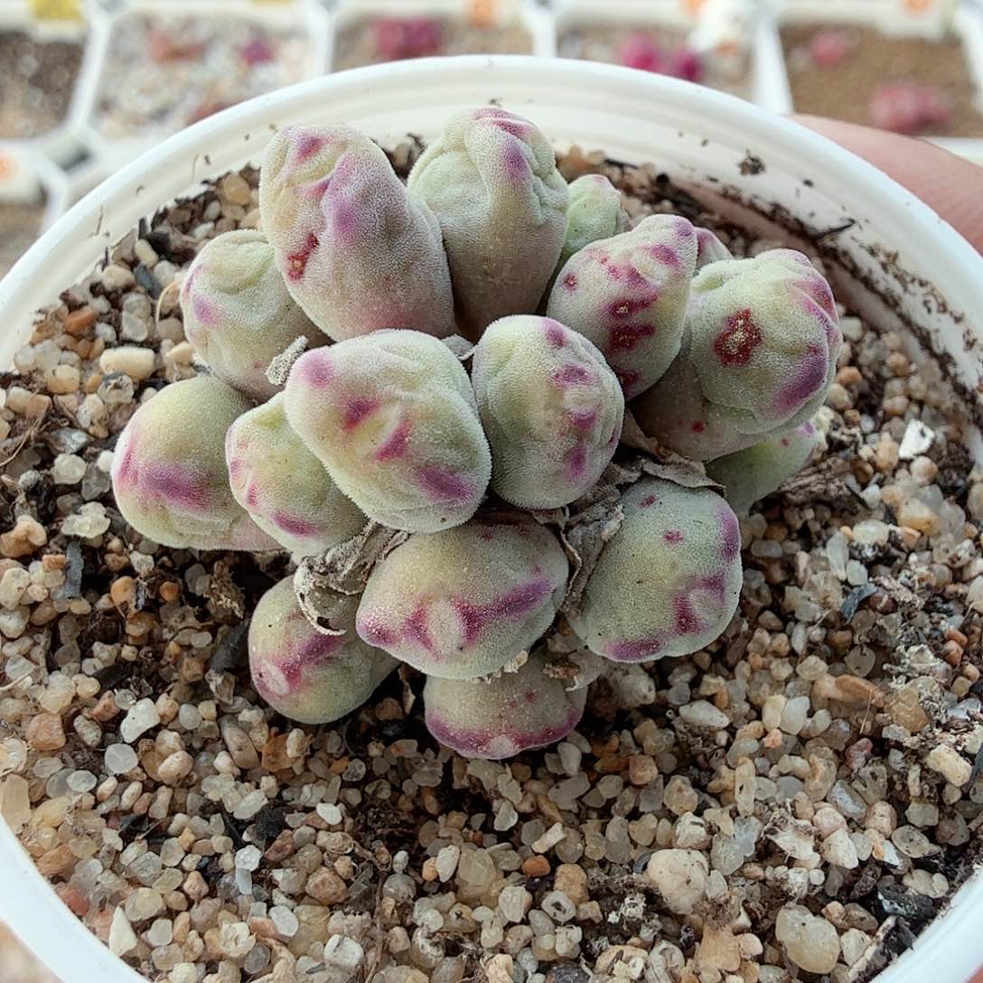 多肉植物多肉植物