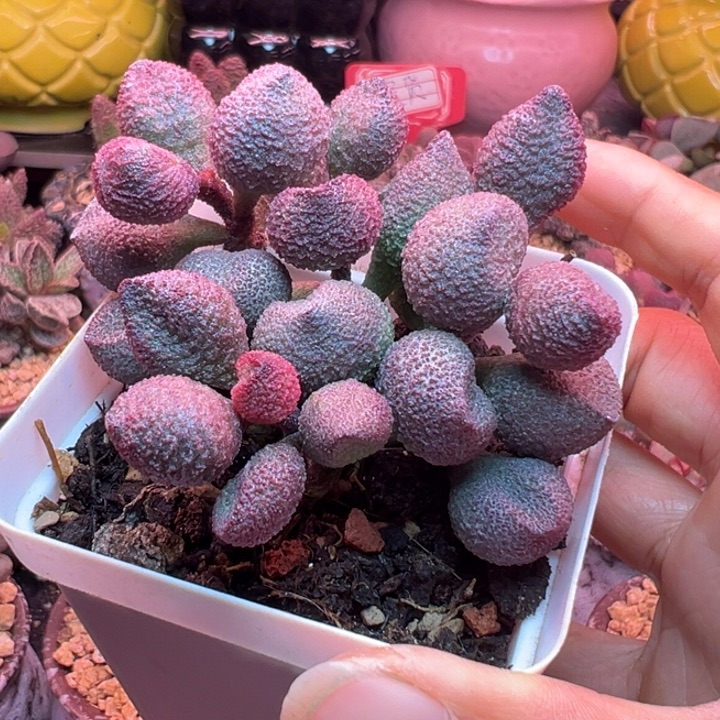 7年精品老庄，带盆发