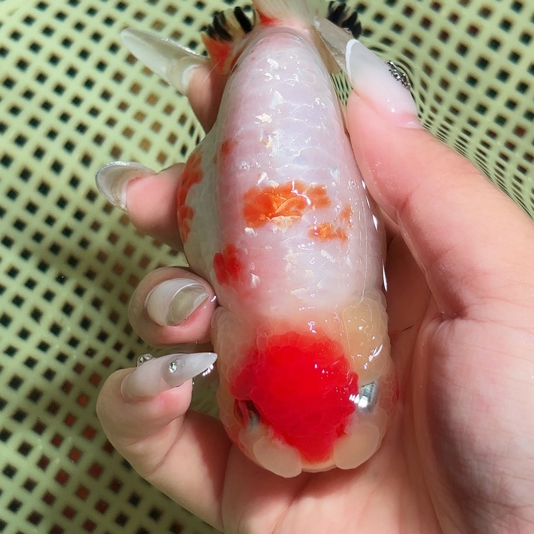 C***.金鱼拍包装包装，不拍包装运费到付
