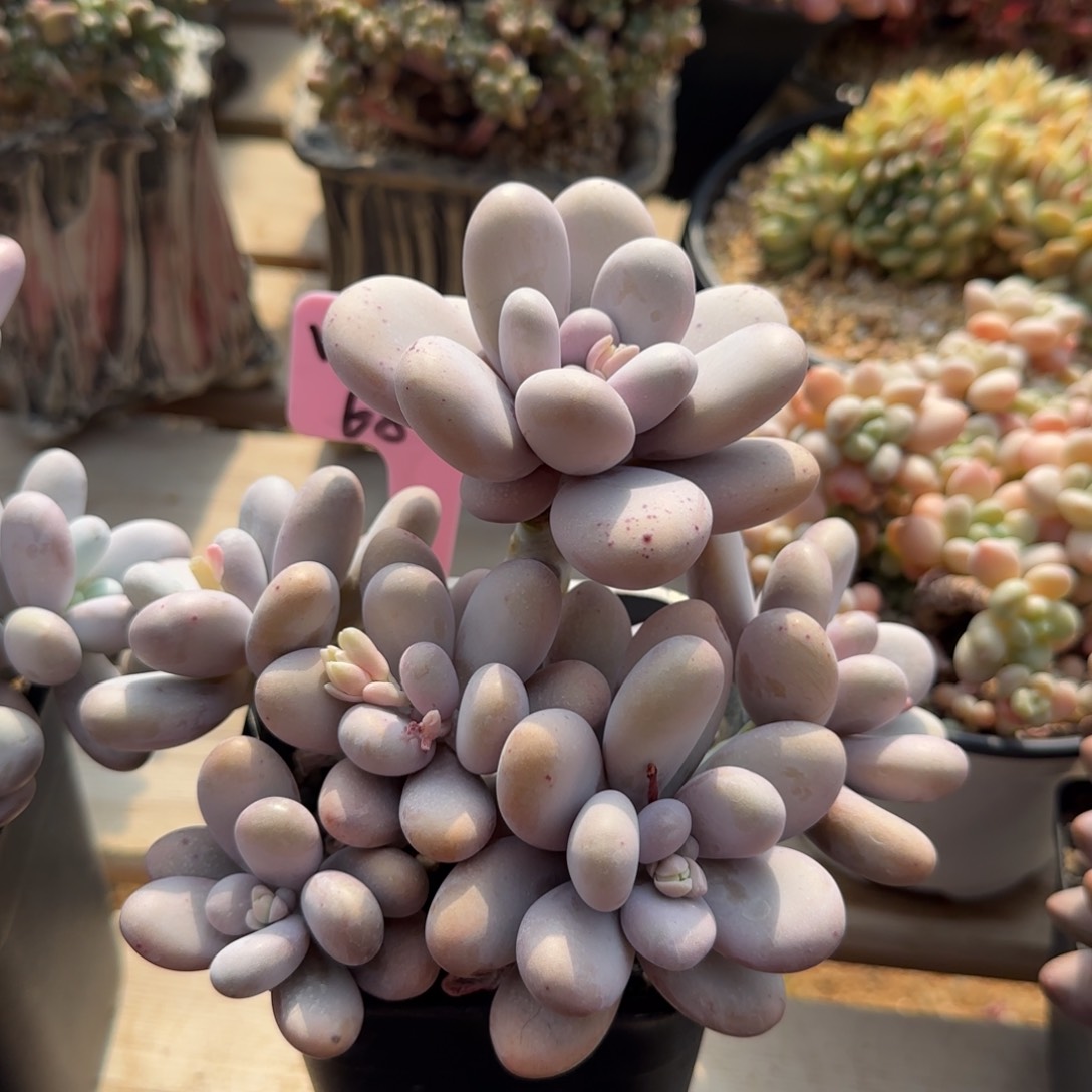 西施美人五十包邮