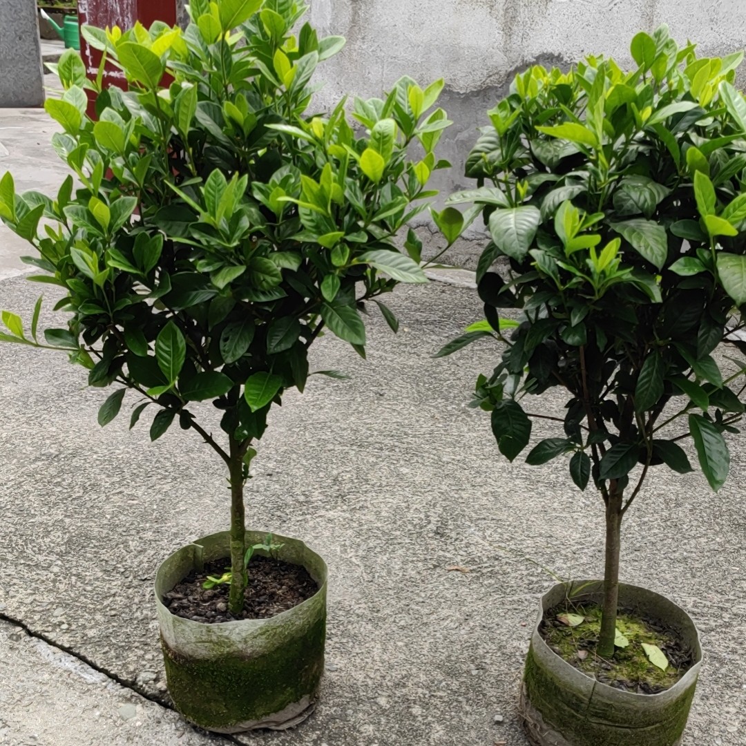 大叶栀子独杆棒棒造型