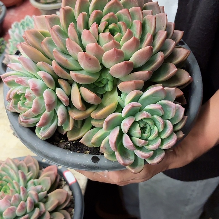 一物一拍多肉植物圣玛利亚37号