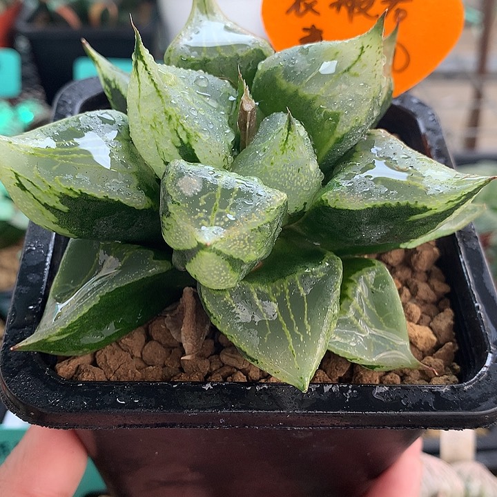 裹斑诺寿一物一拍