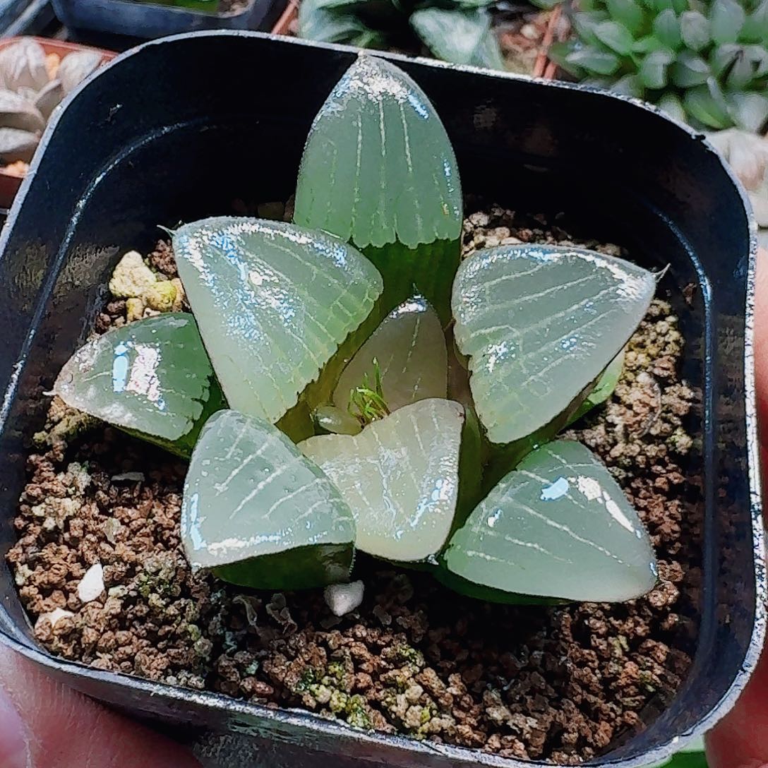 我***儿十二卷 实生特远福利