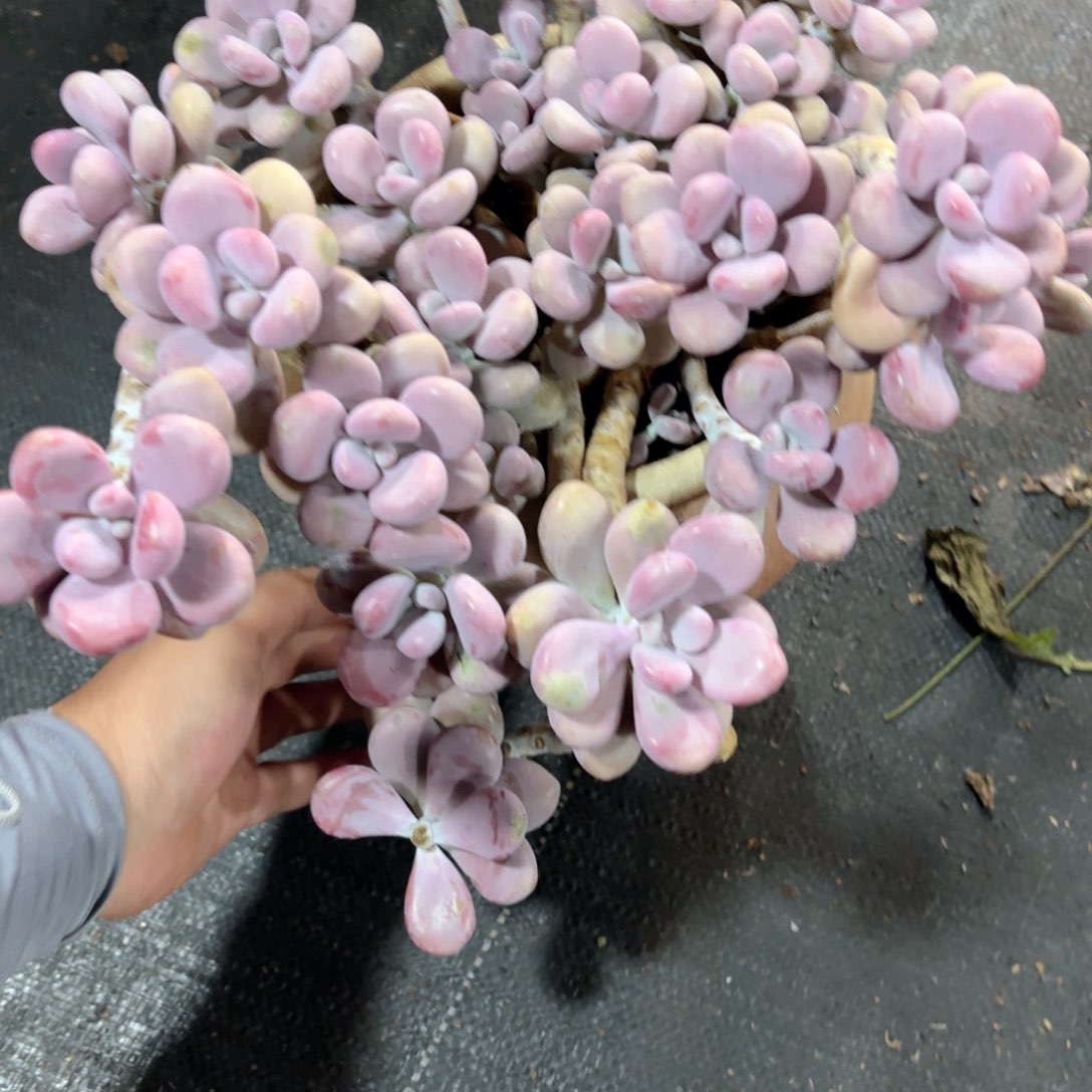 流***候35号桃蛋多肉植物