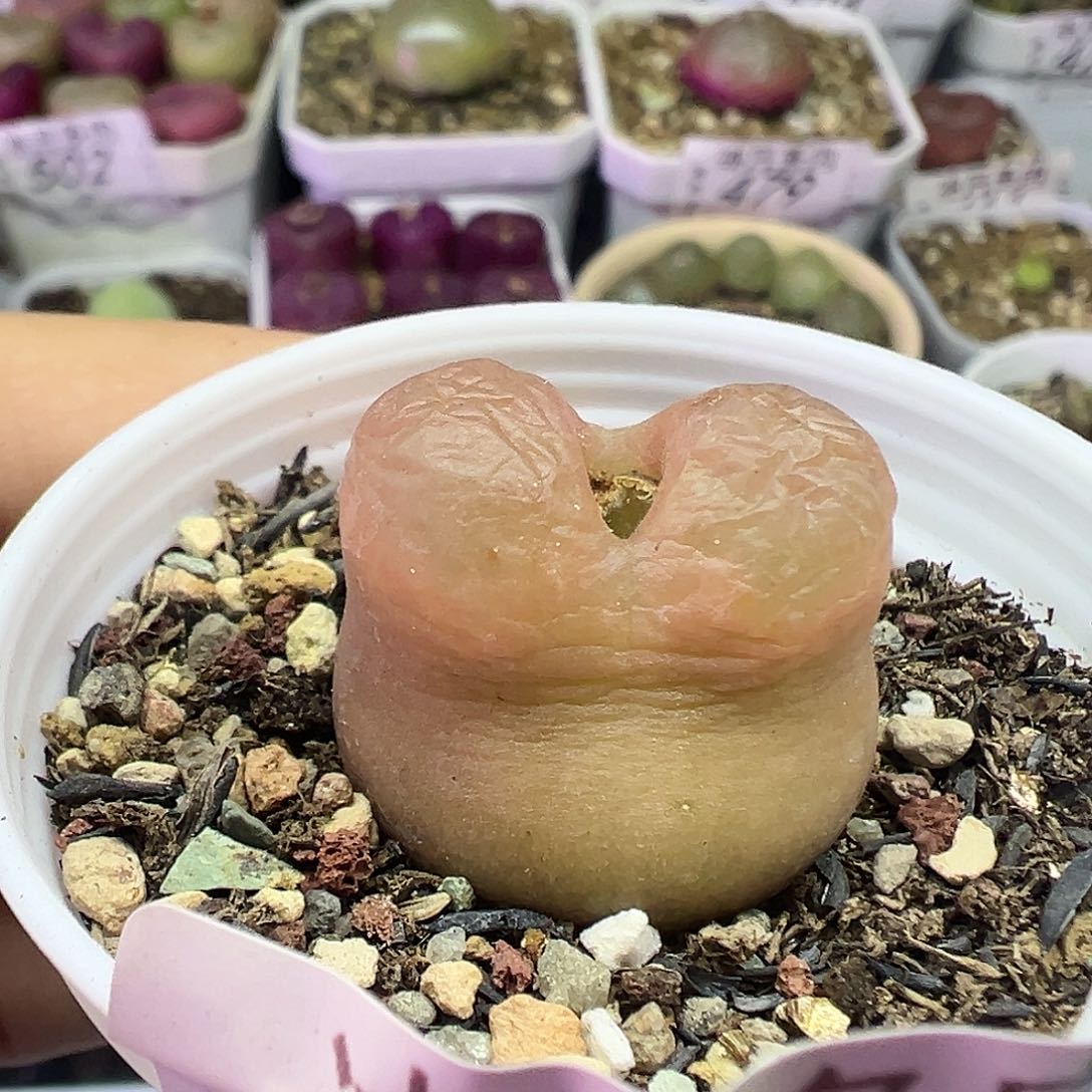 525毛汉尼带盆土发货