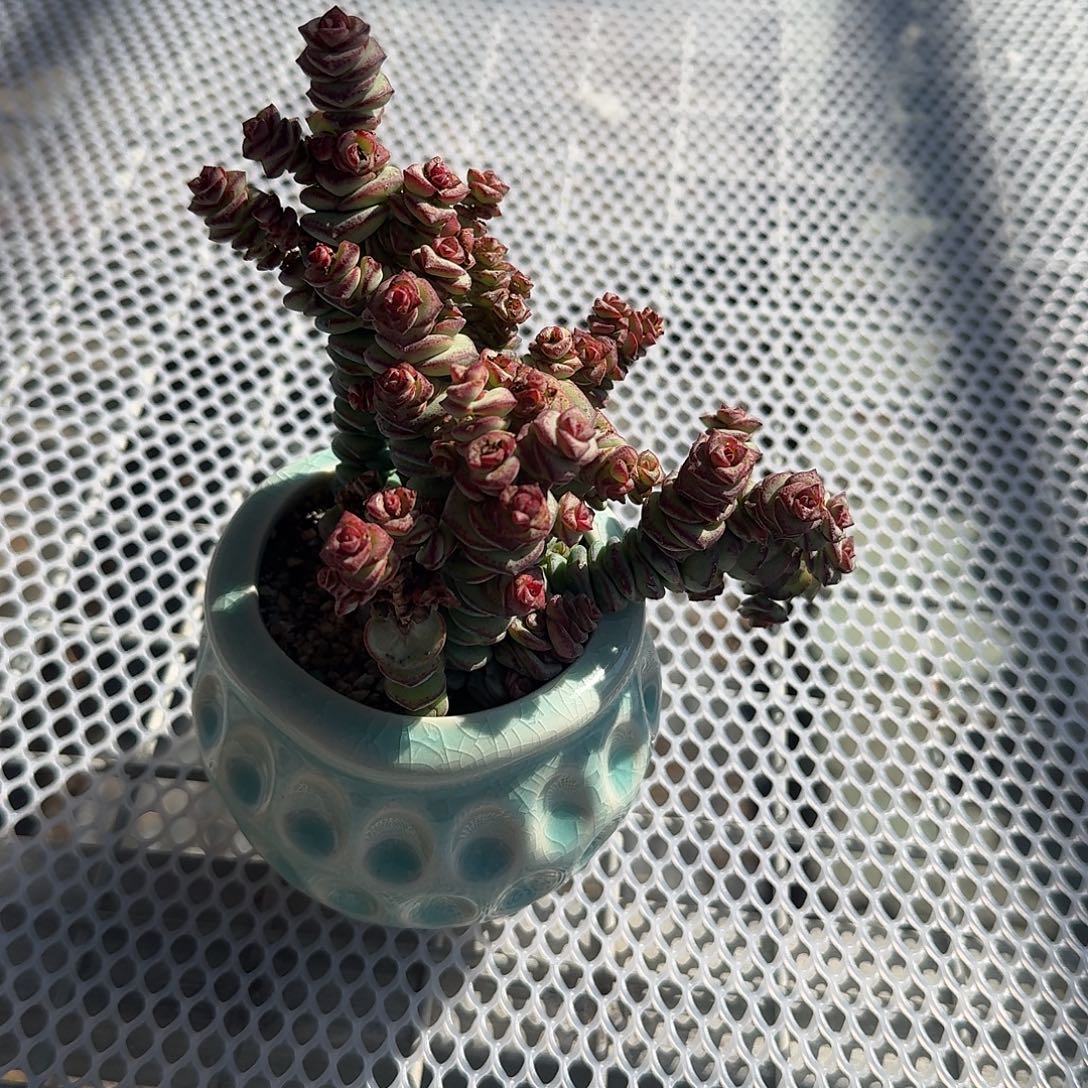 牡丹钱串带盆多肉植物