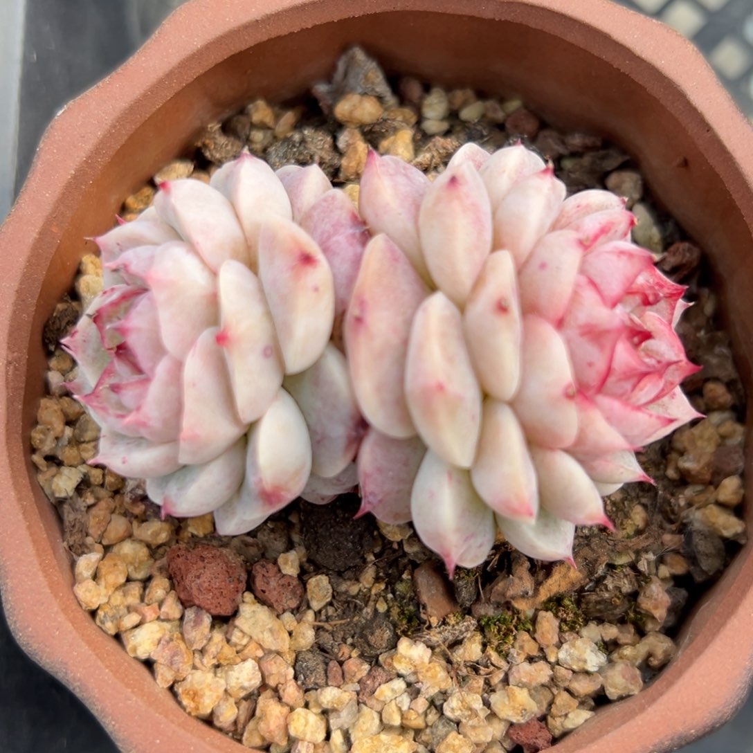 韩鹅精控多肉一物一拍