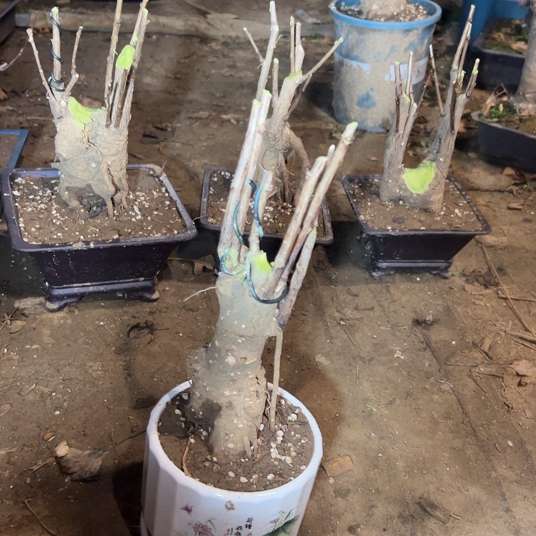 用***3无花朵银杏盆景带盆