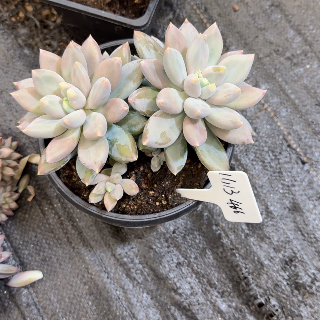 一物一拍哥特萝莉466