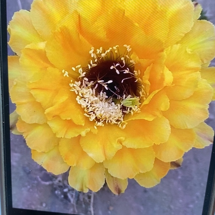 彩草黄花黑喉8-9公分左右