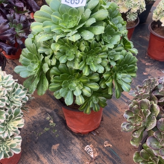 657琉璃翡翠不包断枝