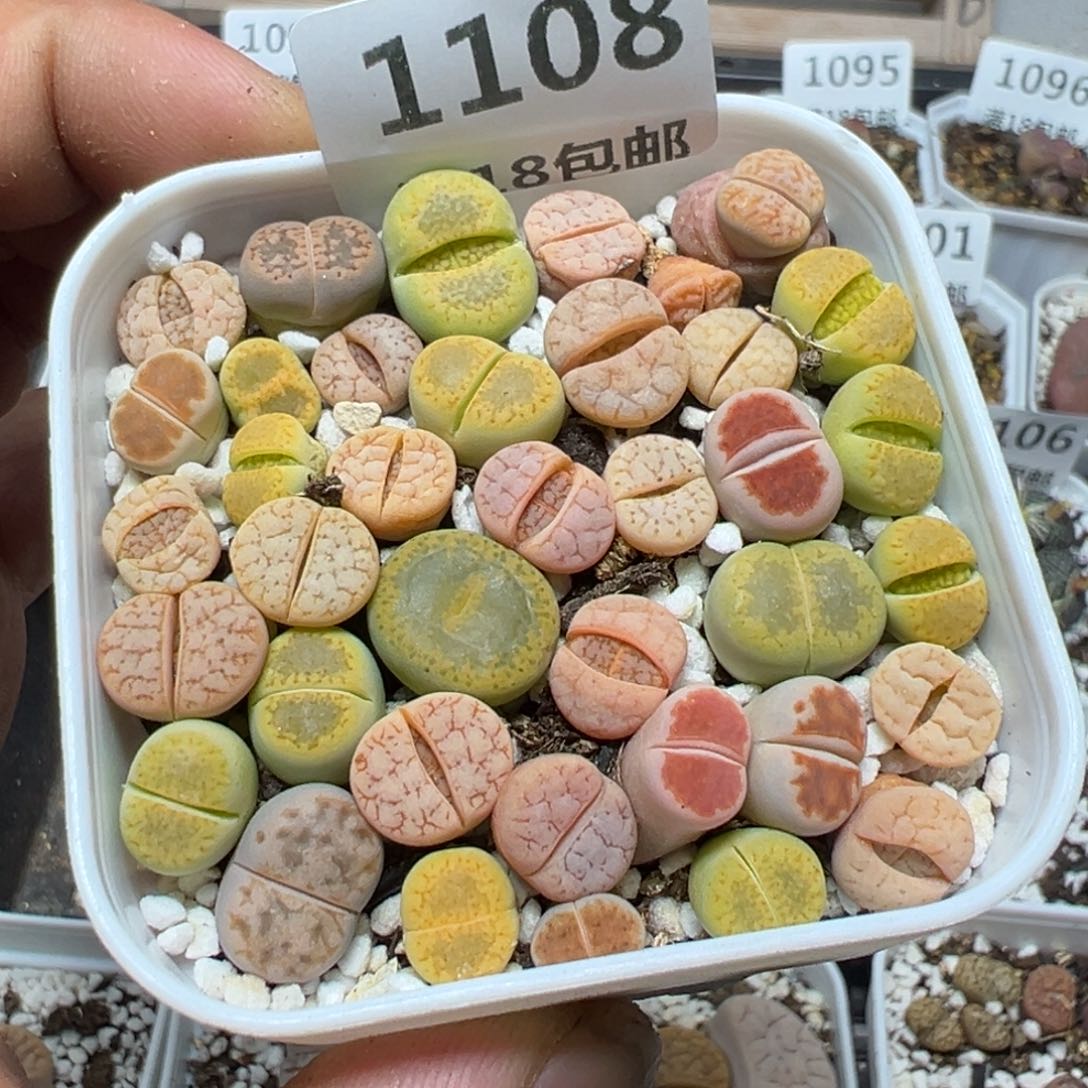 【闪购商品】 1108。     