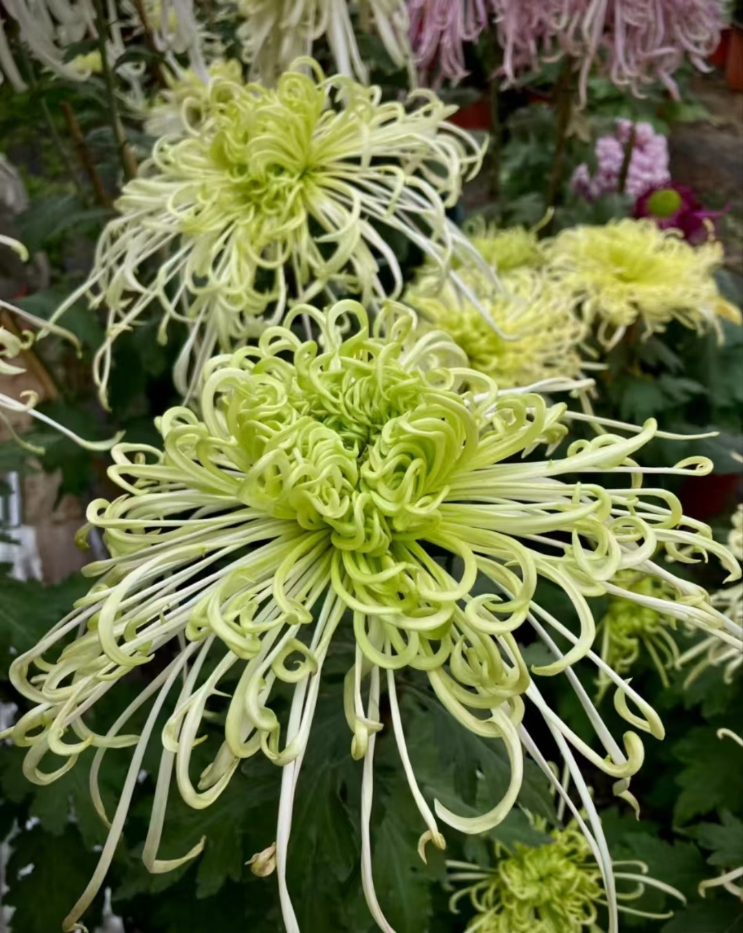 【带花苞】九月大花菊-盘龙碧玉大花型阳台庭院好养护