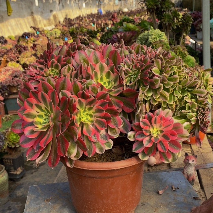 粉女巫多肉1颗多肉