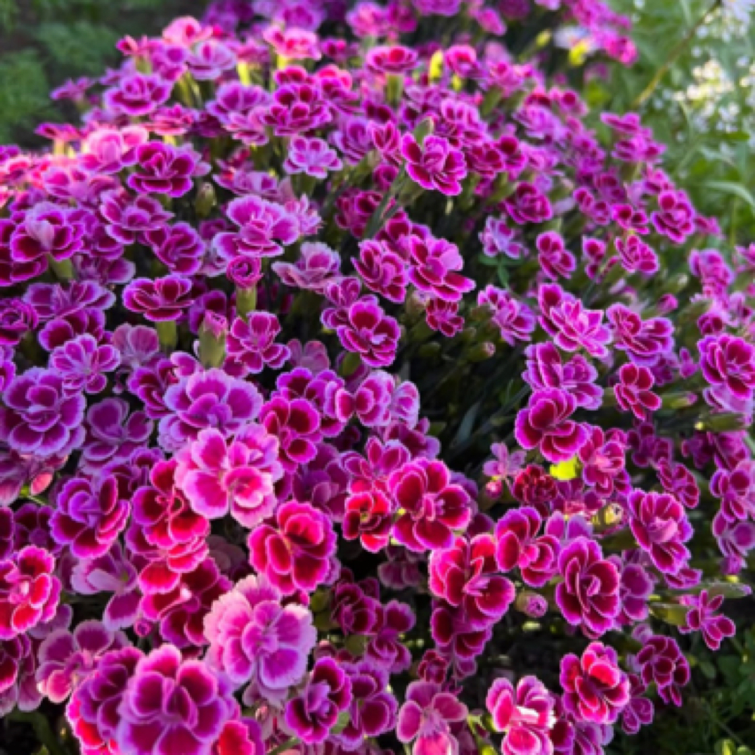 【初吻石竹】盆栽四季开花耐寒耐热带花苞发货（六单包邮）拍六发八