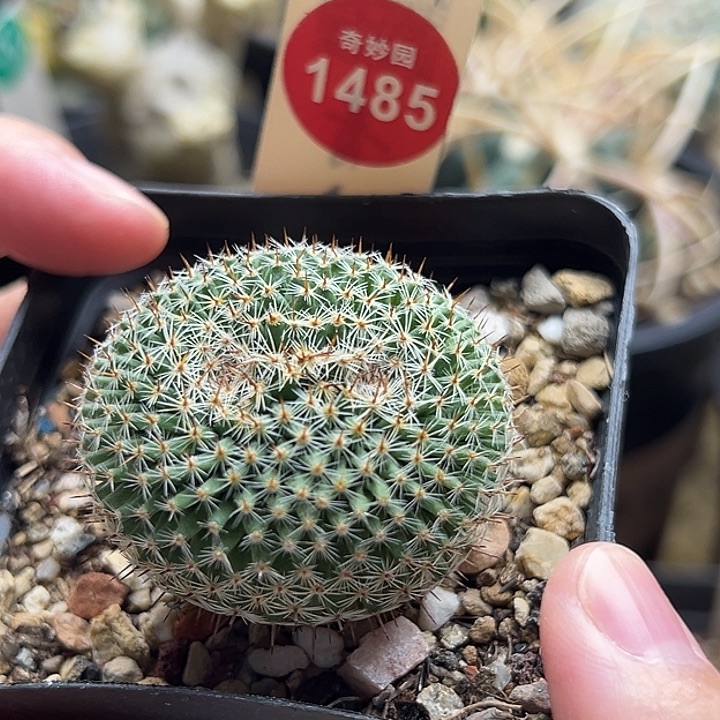 实生连体双头欧系恋山彦3.9cm