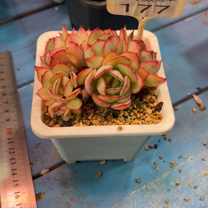 大177:？zvdgvhjjnjn