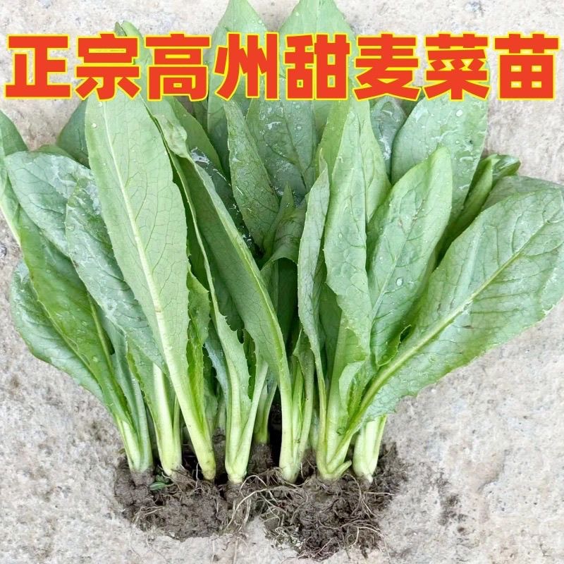 正宗高州甜麦菜软口甜脆高州麦新鲜蔬菜庭院阳台四季可种