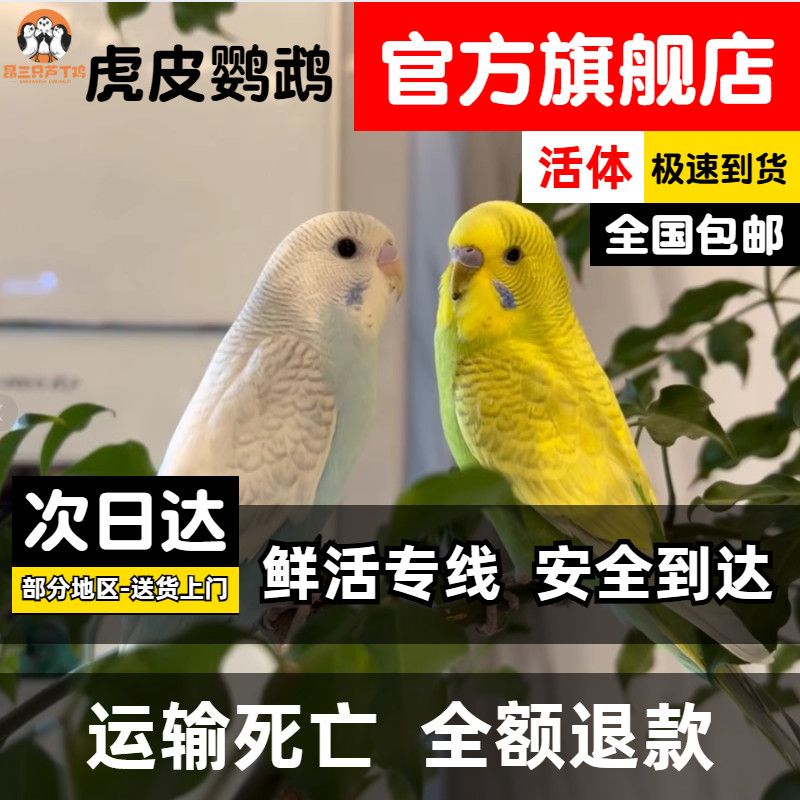 昂三只虎皮鹦鹉活鸟鹦鹉小型宠物鸟云斑鹦鹉小鸟可教说话可繁殖