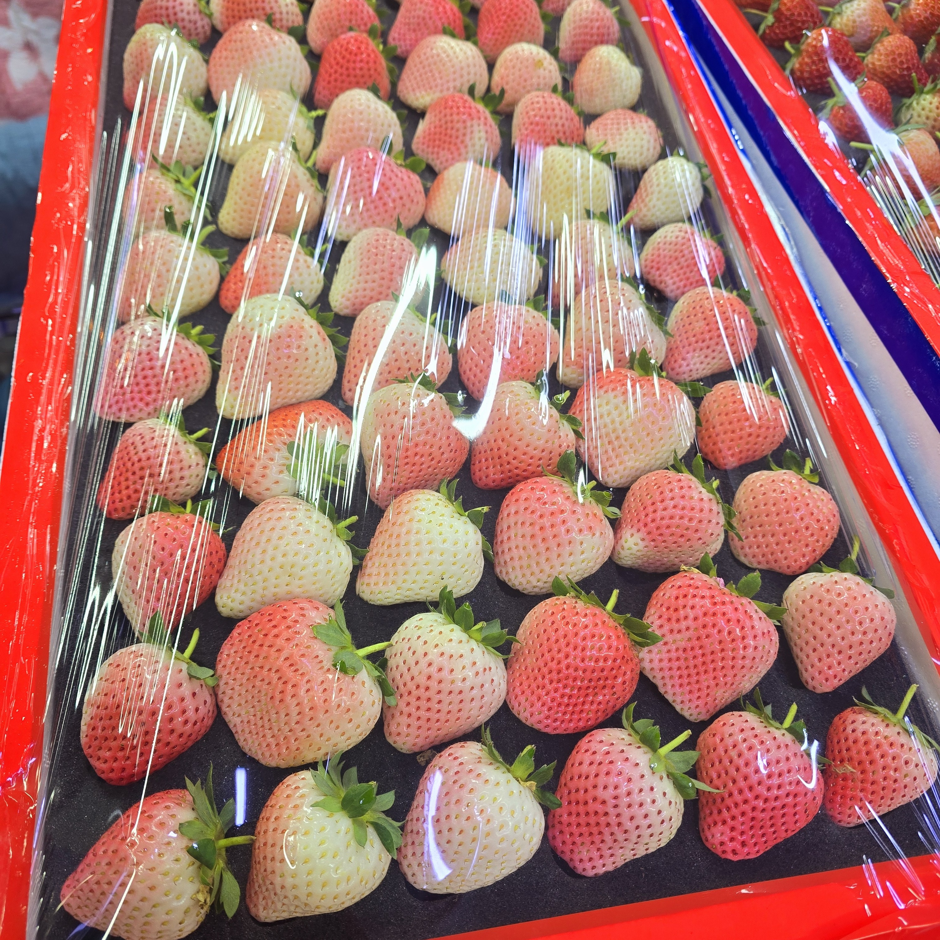 雪兔白草莓  孩子能吃的好草莓 